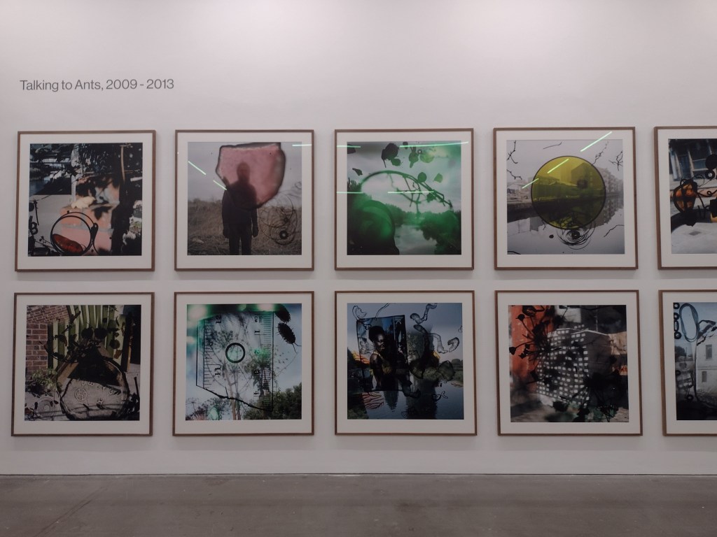 Large framed photographs from Gill's series, Talking to Ants, on a while gallery wall