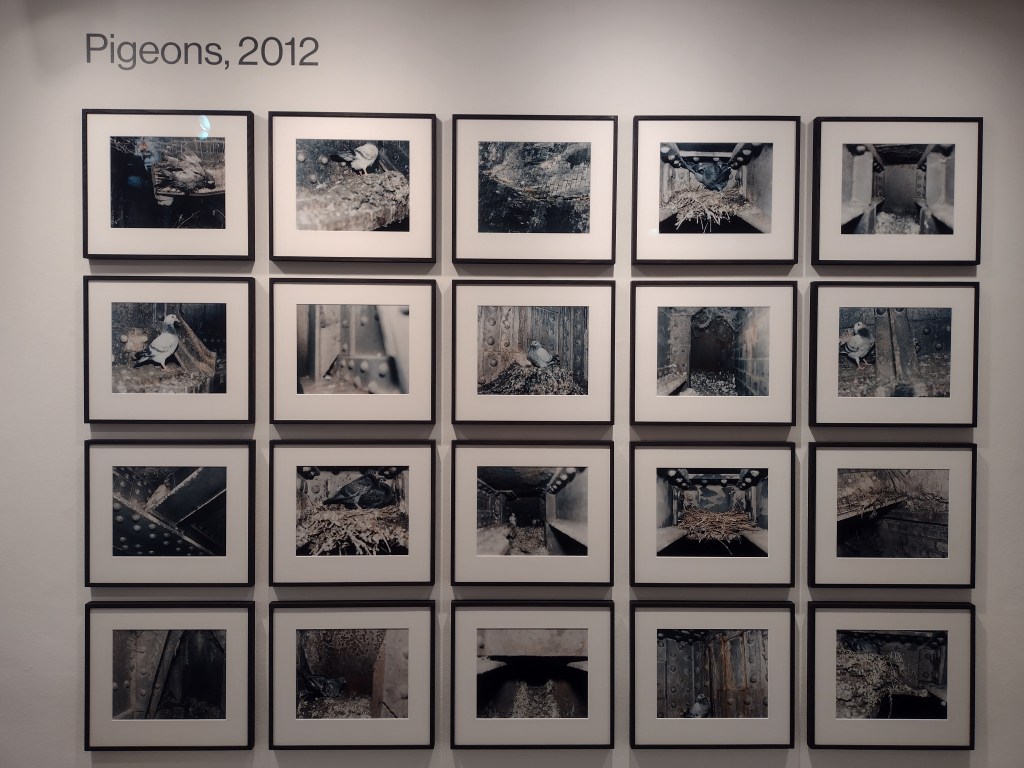 20 photographs from the pigeons series, framed and mounted on a white gallery wall