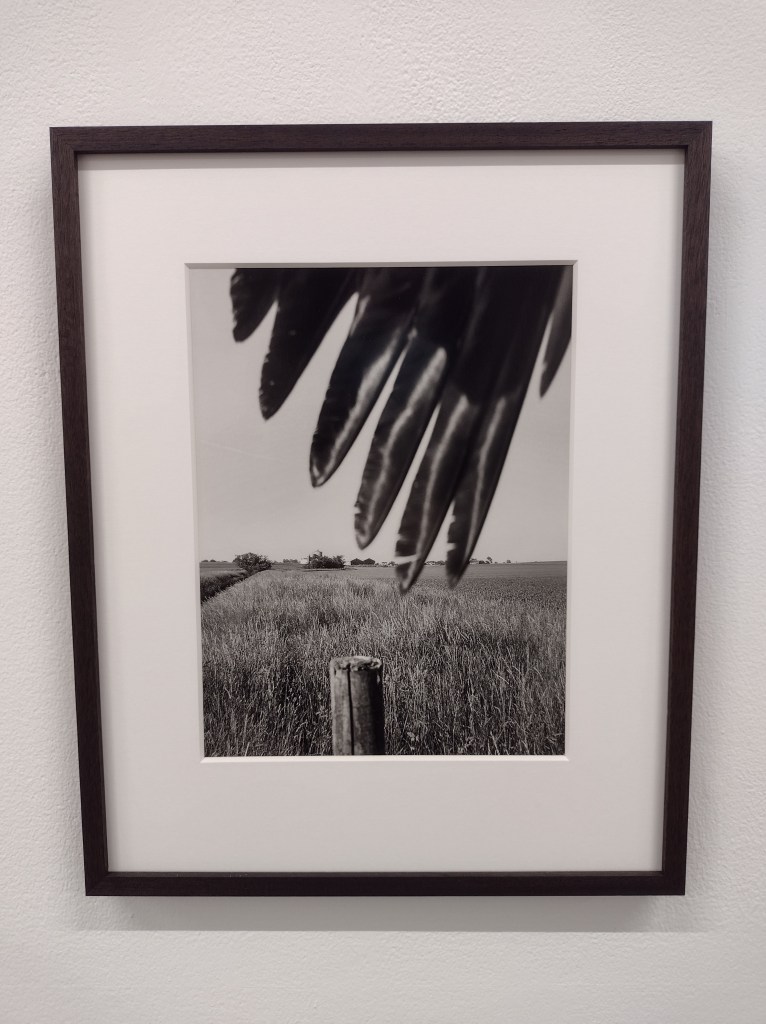 A black and white frame photo of a wing and a fence post