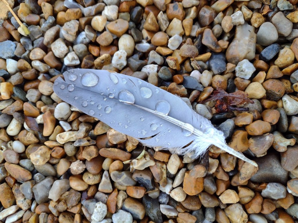 A close up photo of raindrops on a feather on a gravel drive